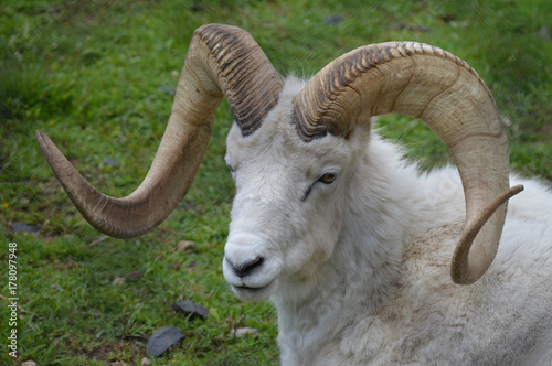 Dall Sheep