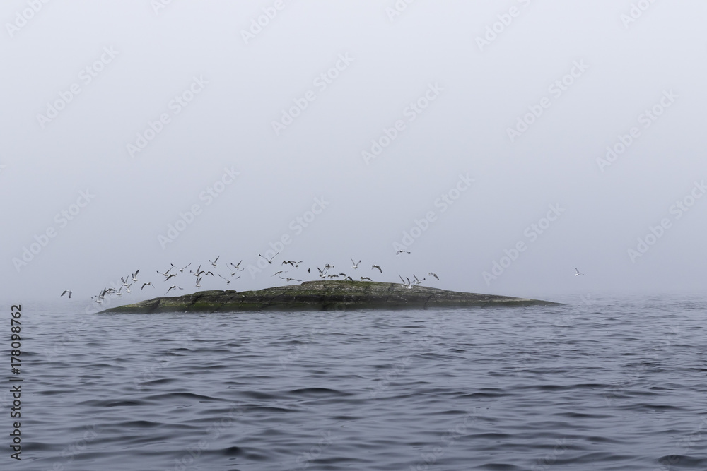 Fototapeta premium Flock of seagulls flying over rocky island in Finland
