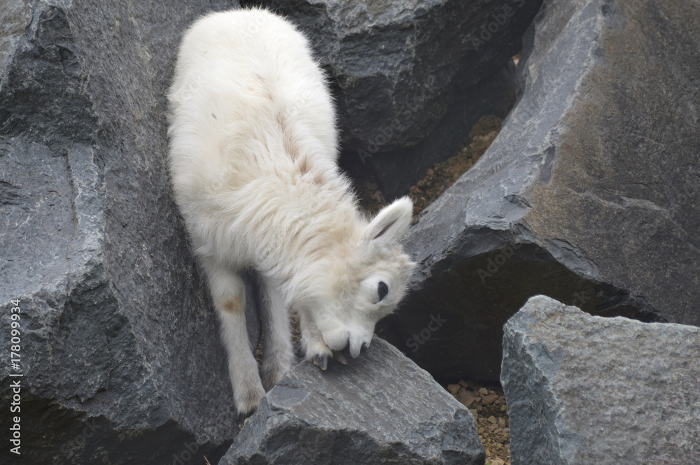 Dall Sheep Dall Sheep