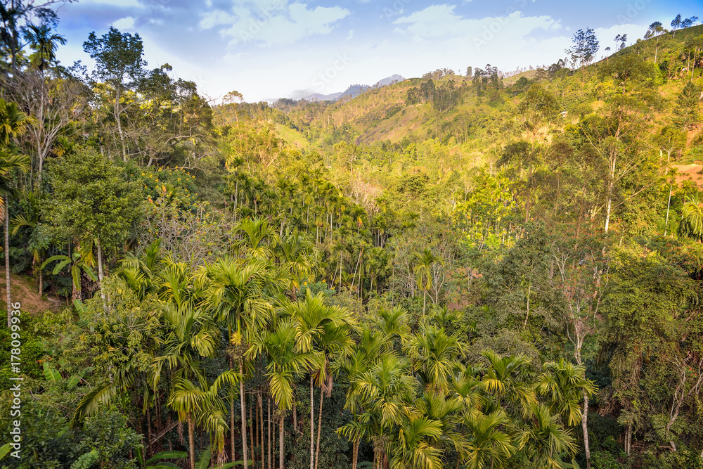 wild jungle in Sri Lanka, top view