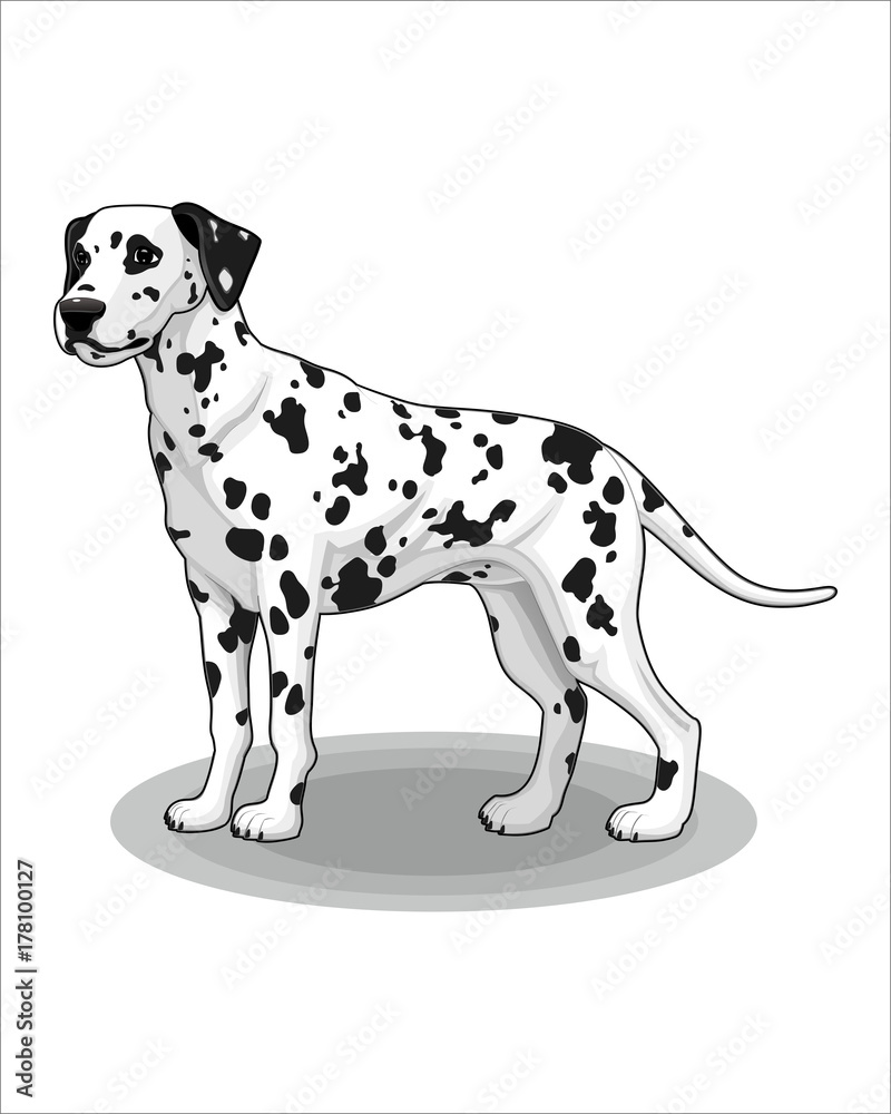 Φωτογραφία Cartoon of Dog-vector drawing-isolated white background