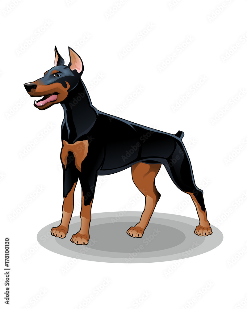Cartoon of Dog-vector drawing-isolated white background