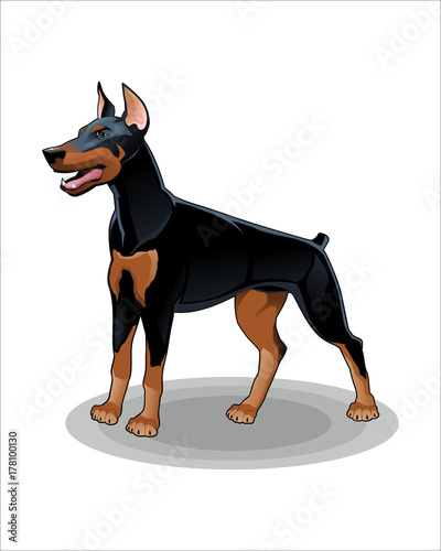 Cartoon of Dog-vector drawing-isolated white background