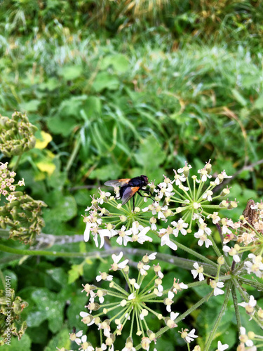 Rinderfliege (Mesembrina meridiana) photo