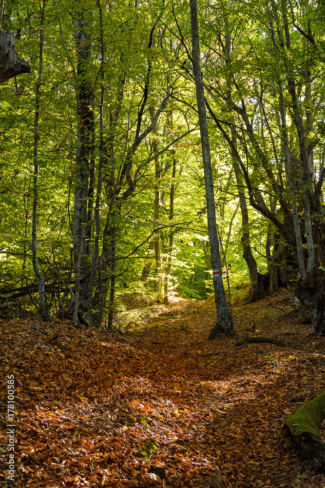 In the wood In the wood
