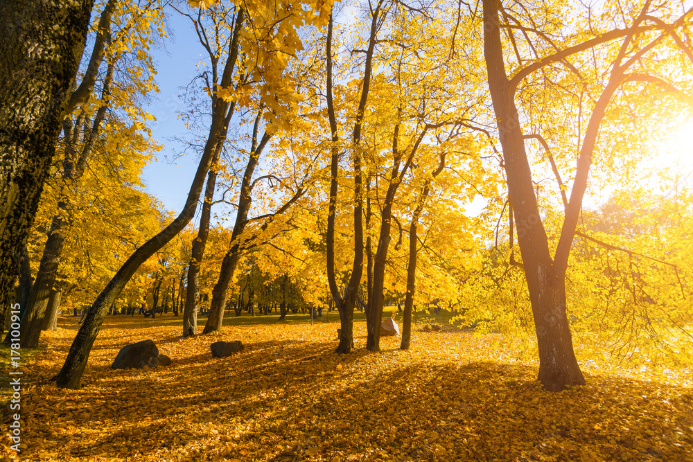 Bright fallen leaves in autumn forest at sunny weather. Fall maple trees. Yellow nature background