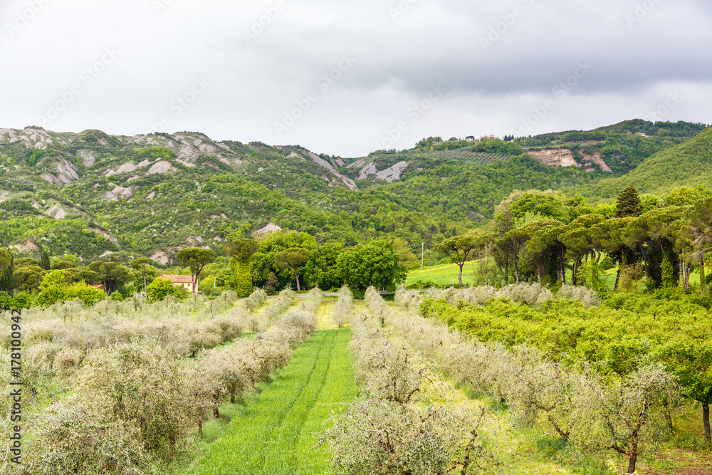 Olive cultivation in a valley