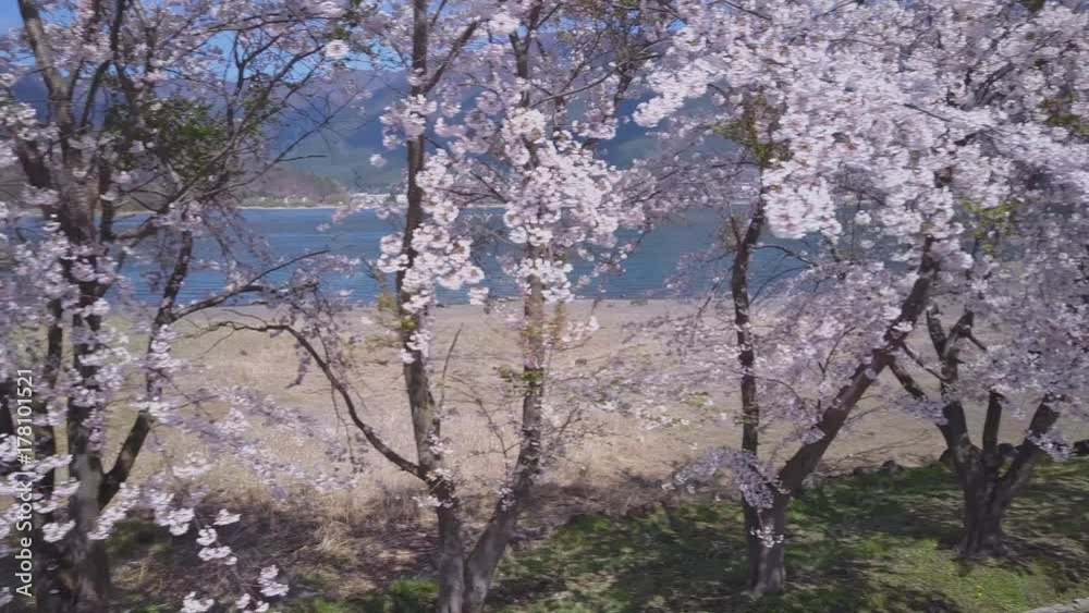 Fuji Sakura Cherry Blossom Park, Aerial 4k Closeup, Japan Fuji Sakura Cherry Blossom Park, Aerial 4k Closeup, Japan