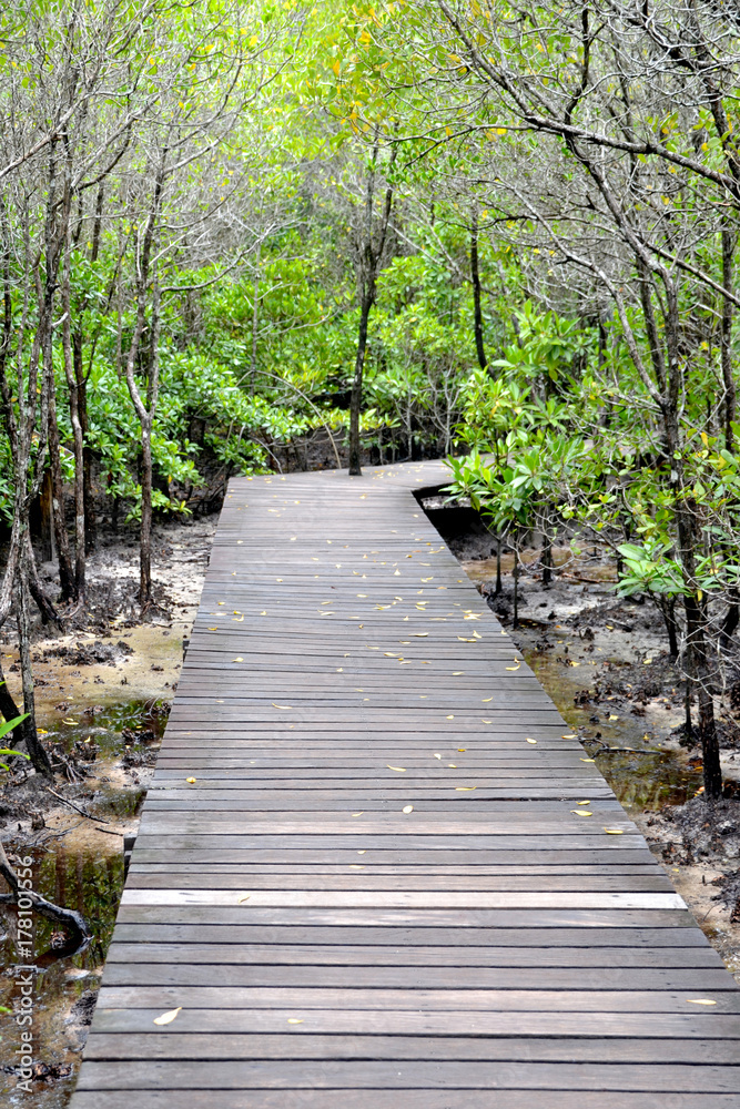 Wood floor with Bridge in the forest in mangrove forest. Wood floor with Bridge in the forest in mangrove forest.