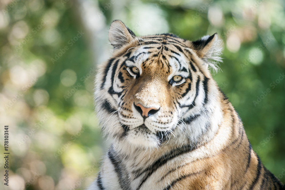 Fototapeta premium Tigre