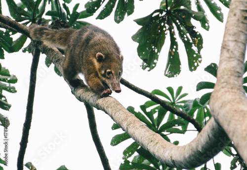 Coati on a tree branch (Nasua narica)