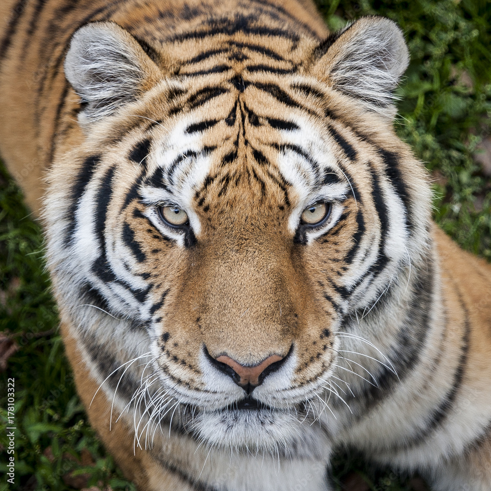 Portrait de tigre