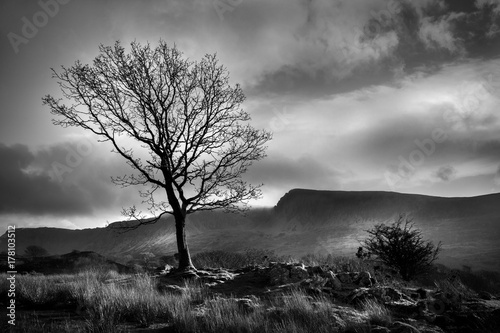 Cader Idris Mountain in Wales with tree in foreground. photo