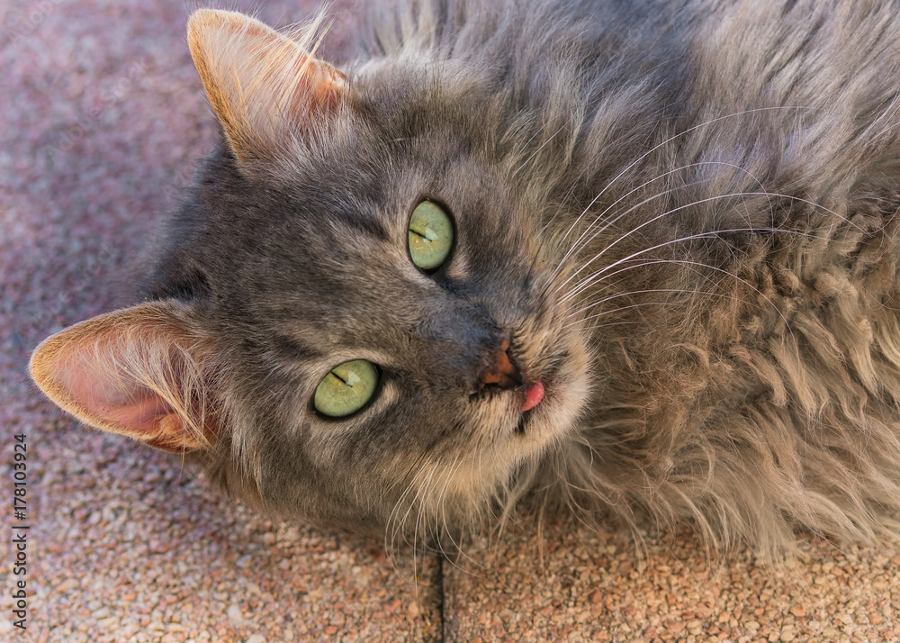 Grey longhaired cat lying on the floor and sticking his tongue out