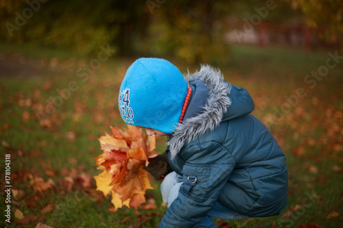 the boy walks and collects autumn leaves