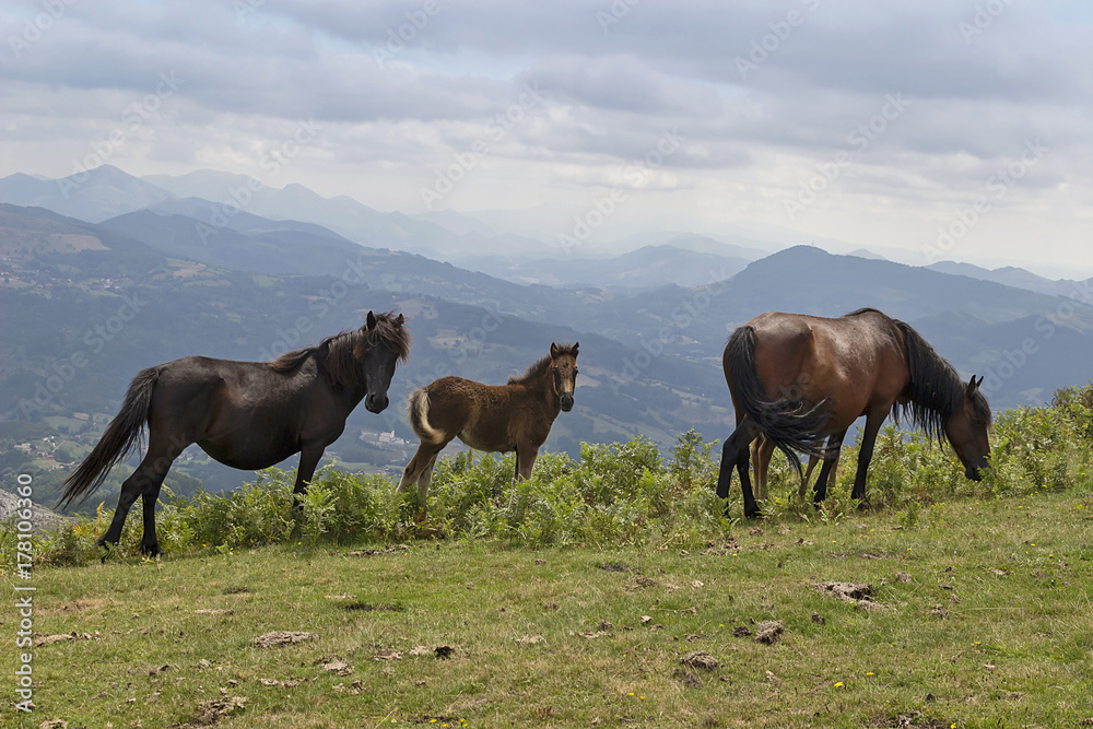 Obraz premium Horse family