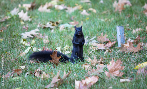 squirrel , ecureuil in quebec © Siriane