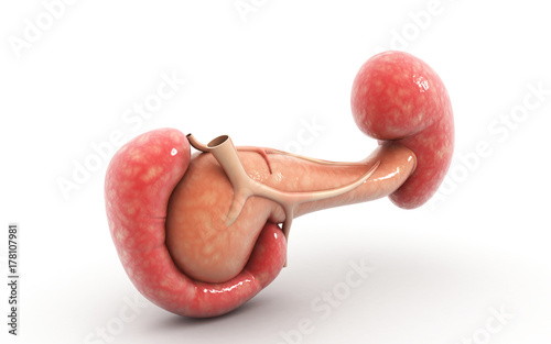 3d rendered Digital illustration of pancreas and spleen in white background