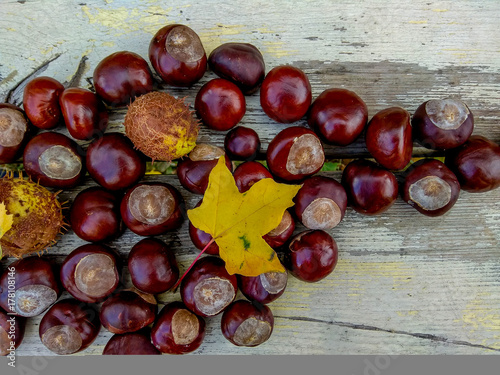 Ripe chestnuts in autumn, outdoor shoot, top view photo