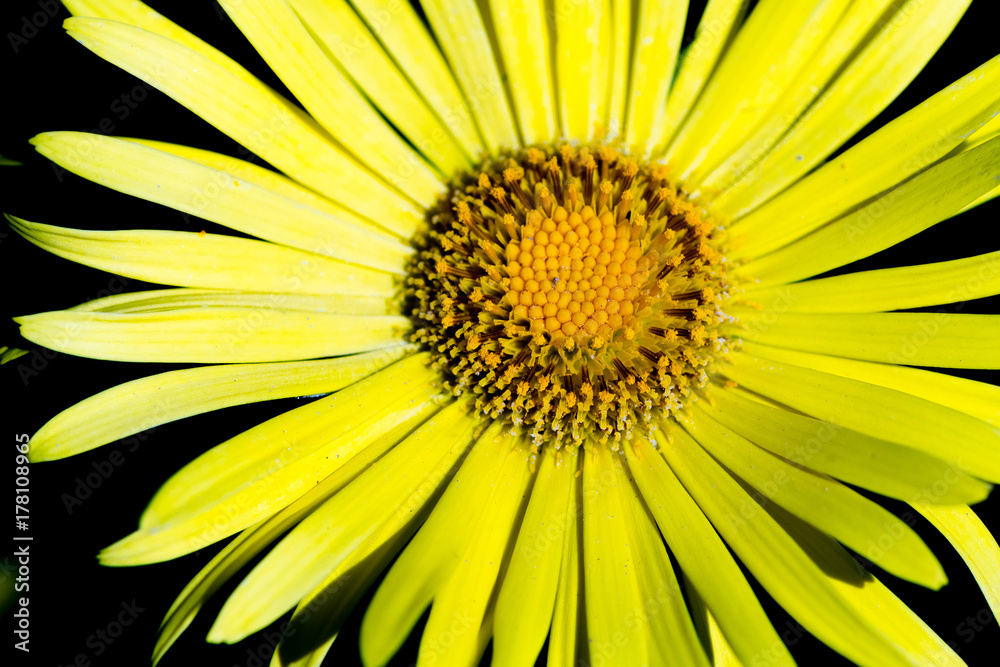 Yellow flower Yellow flower