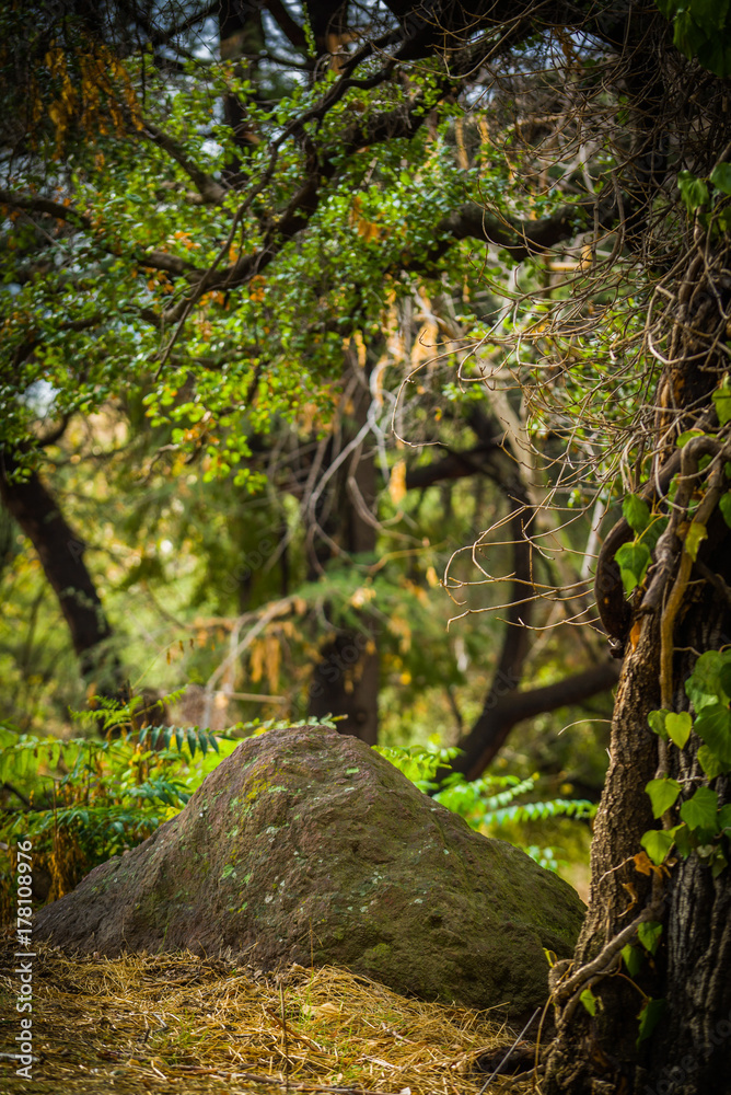 Obraz premium Greenery Background