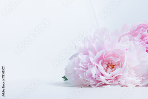 Pink floral background with fresh pink peony flowers and copy space