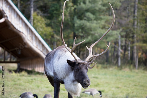 caribou at omega park in montello photo