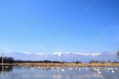 白鳥の飛来地 信州安曇野 御宝田遊水地