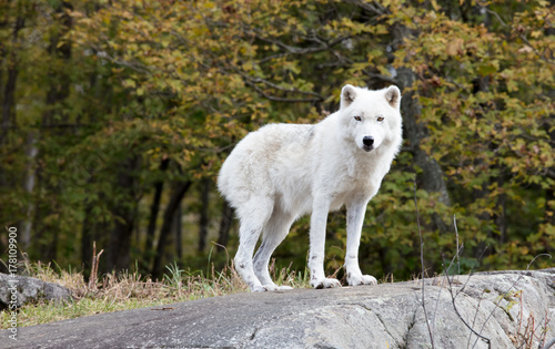 White wolf in Parc Om  ga in Montebello