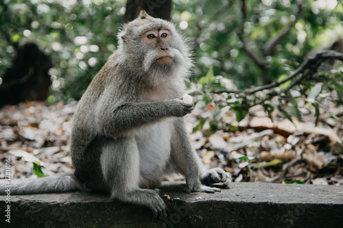 Monkeys in Ubud Sacred Monkey Forest. Bali, Indonesia © Ivan Kurmyshov