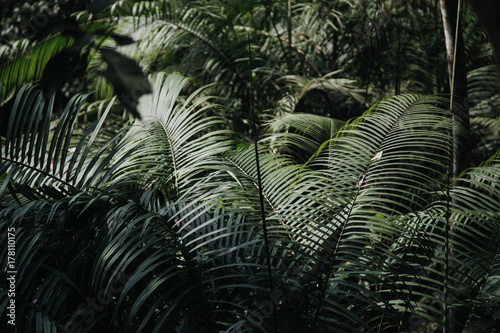 Fototapeta Naklejka Na Ścianę i Meble -  Green nature jungle background at sunny day