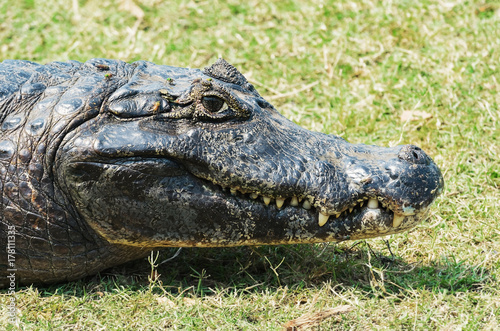 Wild alligator taking a sunbath on the grass  in Pantanal  Brazil. Close up.