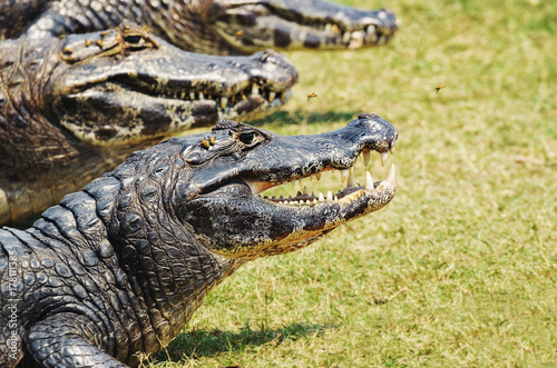 Group of wild alligator taking a sunbath on grass in Pantanal, Brazil. photo