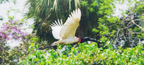 Tuiuiu bird flying free on Pantanal, Brazil.  photo