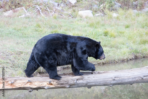 Bear in Oméga Park in Montelbello