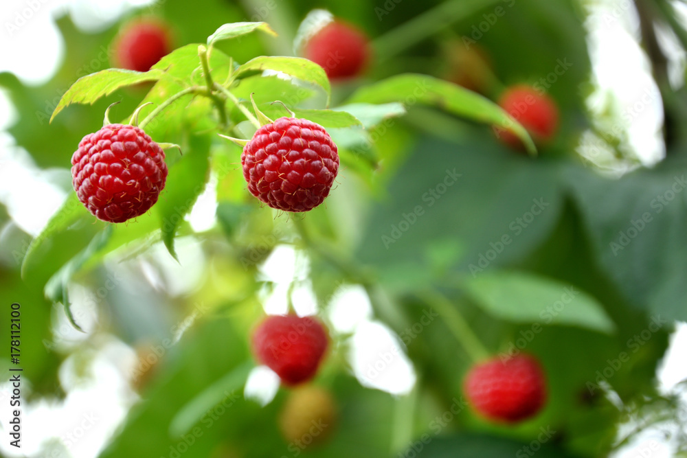 close-up of ripe raspberry in the garden close-up of ripe raspberry in the garden