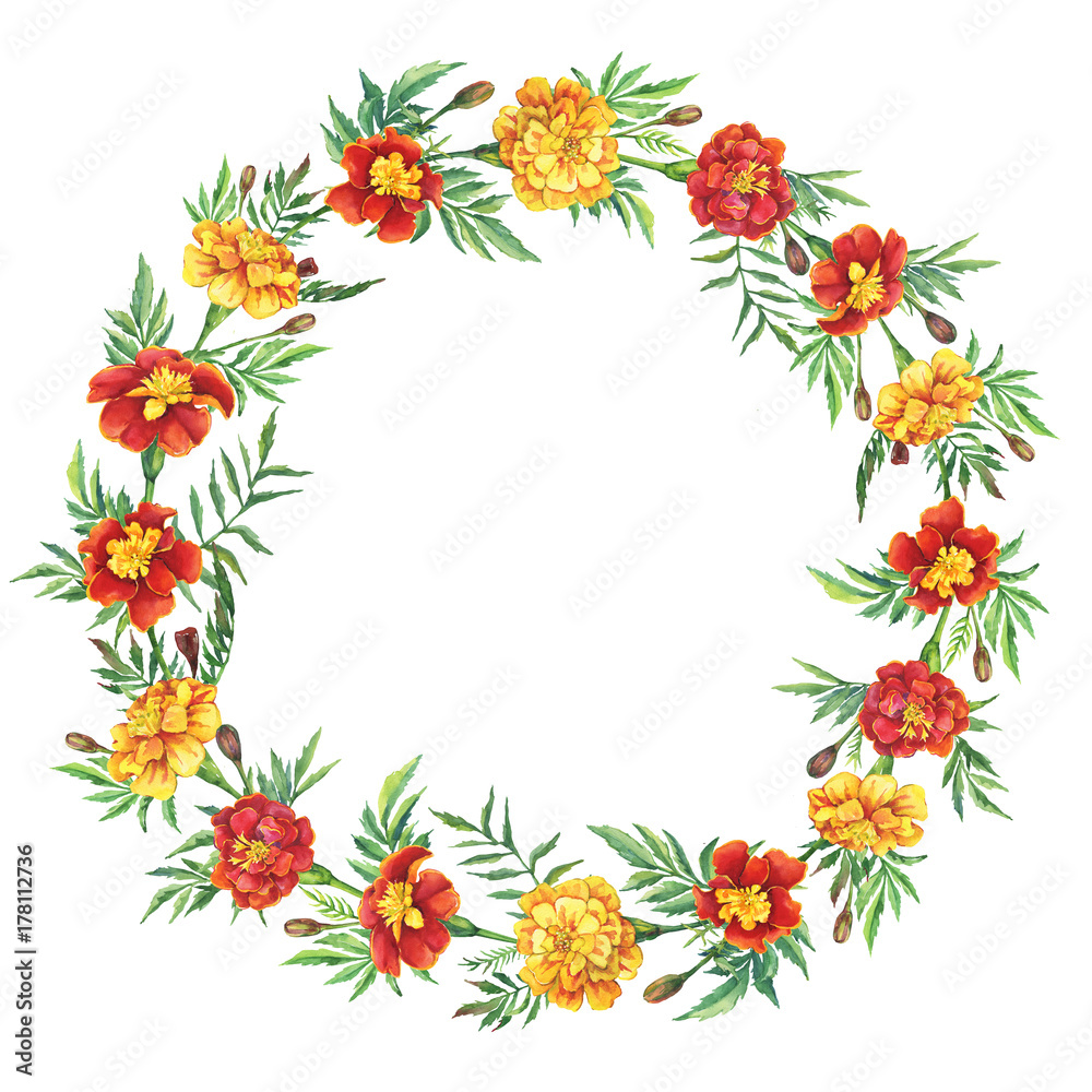 Banner, round frame with a flowers Tagetes patula, the French marigold (Tagetes erecta, Mexican marigold). Red, yellow marigold. Watercolor painting illustration isolated on white background.