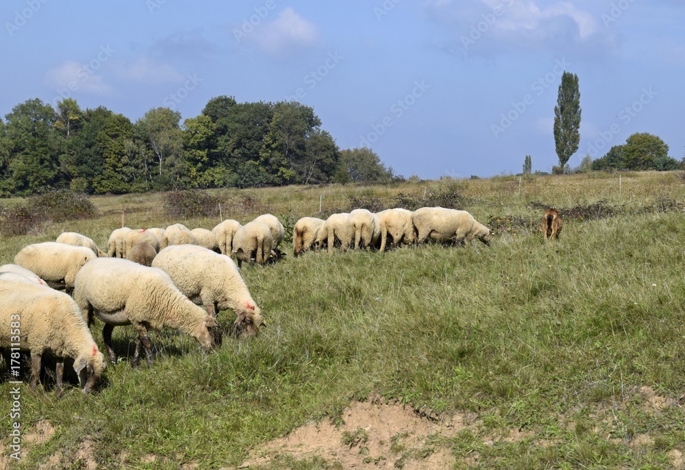 Fototapeta premium sheep on a pasture feeding on grass, early Autumn
