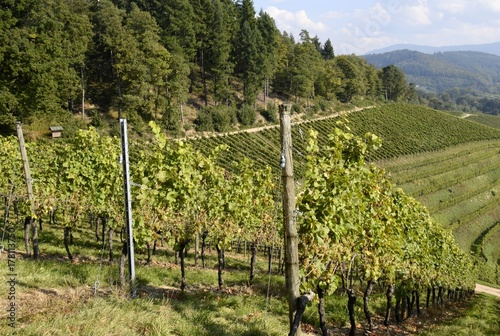 view across Vineyards on a slope near Durbach Ortenau, Baden Germany 