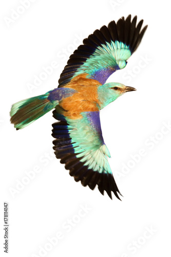 The European roller (Coracias garrulus) is flying with open wings in the grassland