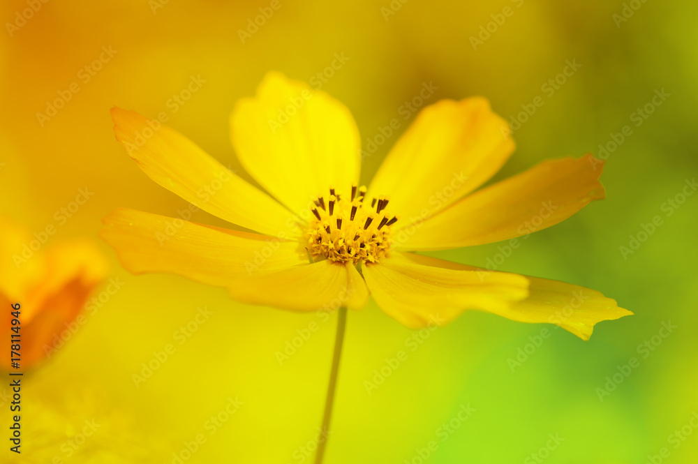 Delicate yellow daisy flower. Artistic image of a flower on a beautiful background. Delicate yellow daisy flower. Artistic image of a flower on a beautiful background.