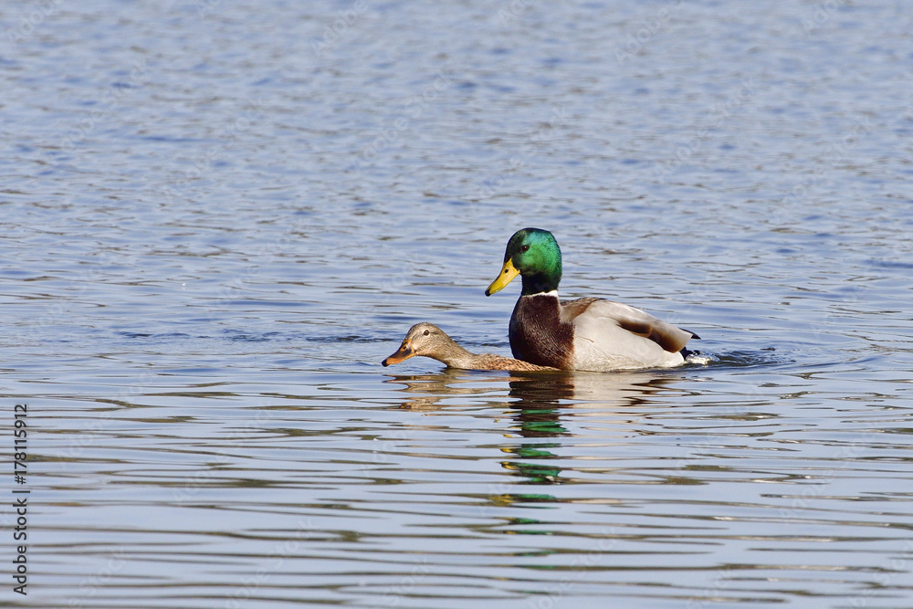Stockenten bei der Paarung