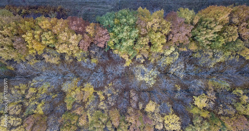 Fototapeta Naklejka Na Ścianę i Meble -   colored autumn forest