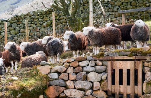 A flock of Herdwick Sheep on the rocky mountain ground in the English Lake District. photo