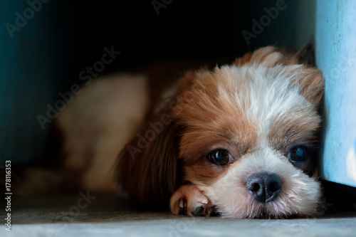 Dog is lying in the dark corner.