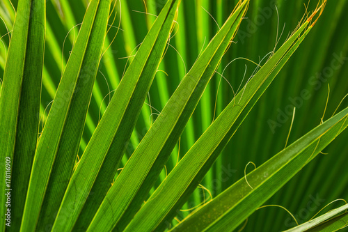 tropical palm leaves background