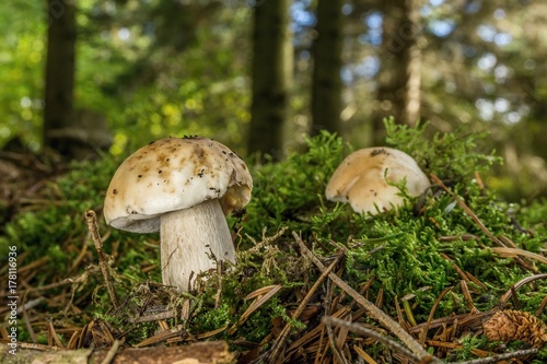 Two small cep mushrooms grow from moss in forest
