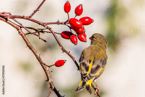 Young green-finch bird perched on twigs of rose hip