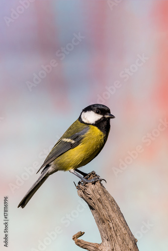 Young male blue-tit avian sitting on piece of dry wood