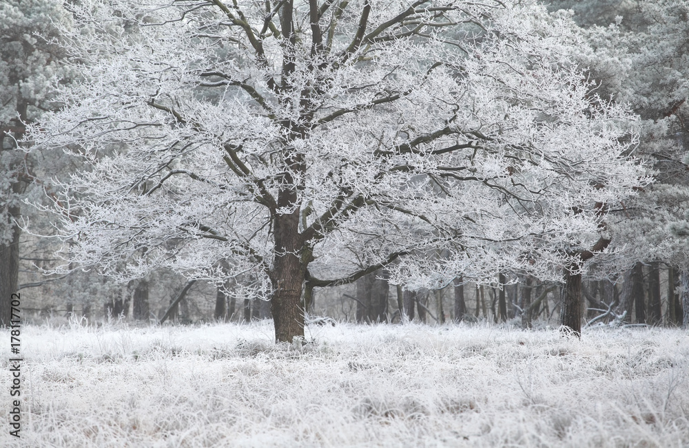 oak tree covered with frost